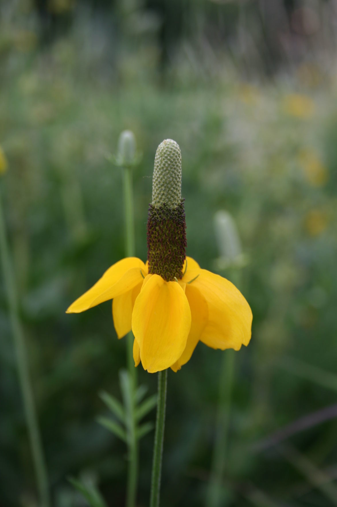 Wildflowers that spread